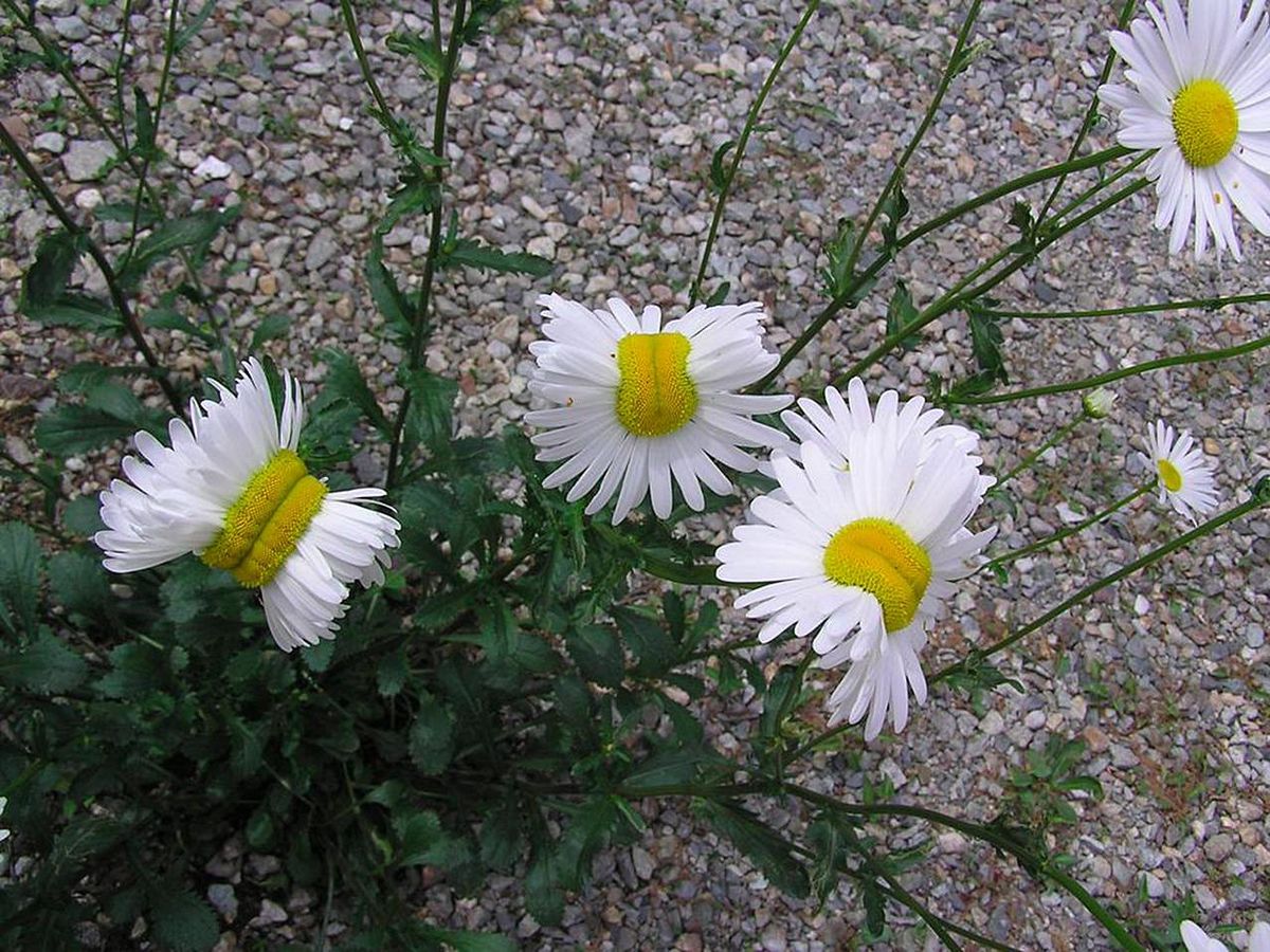 Daisies