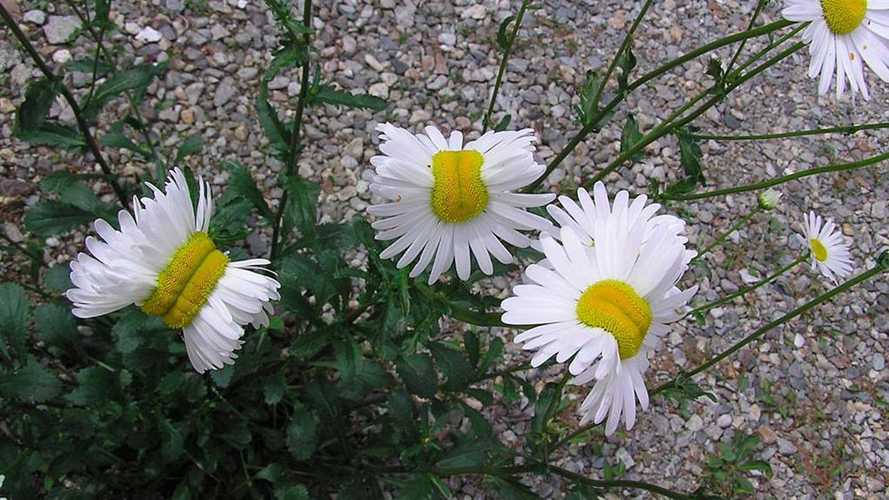 Daisies