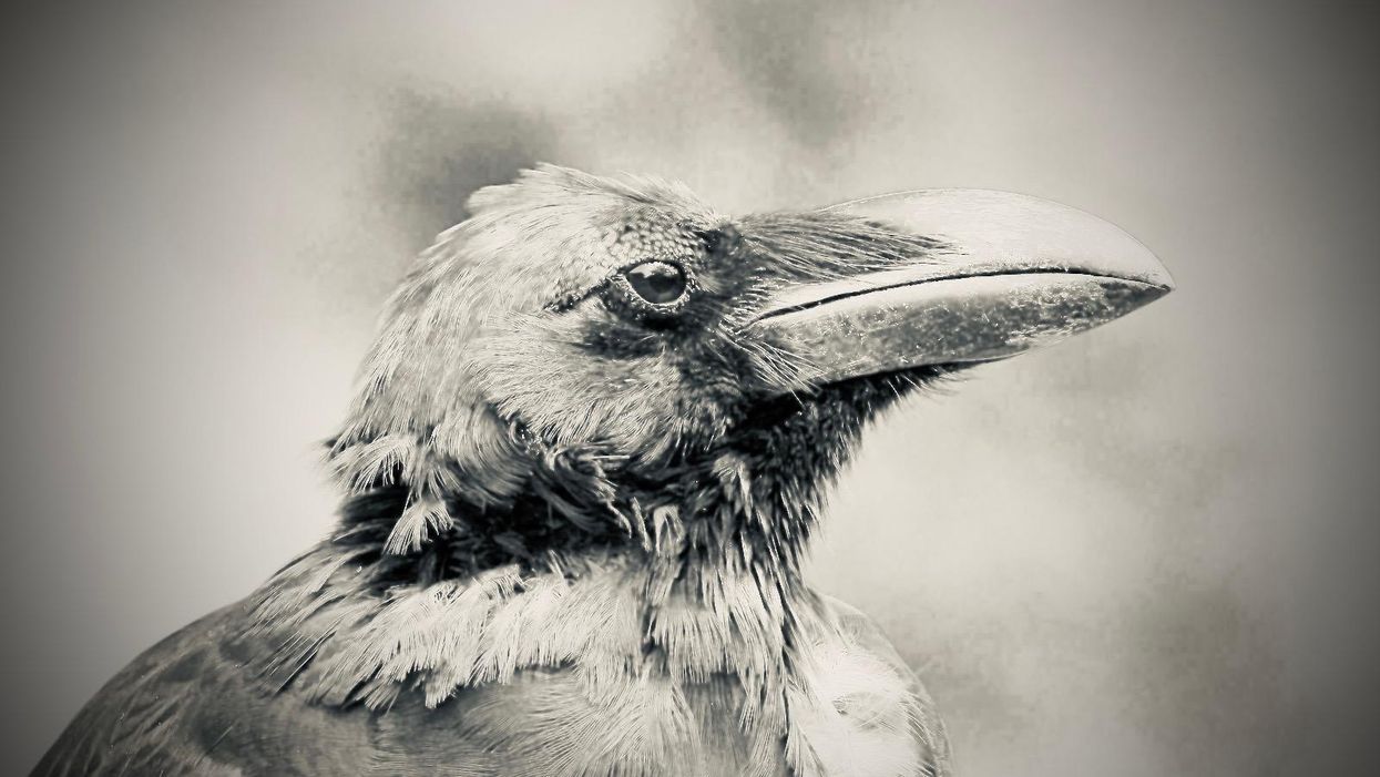 Why I’m Eating Crow Today