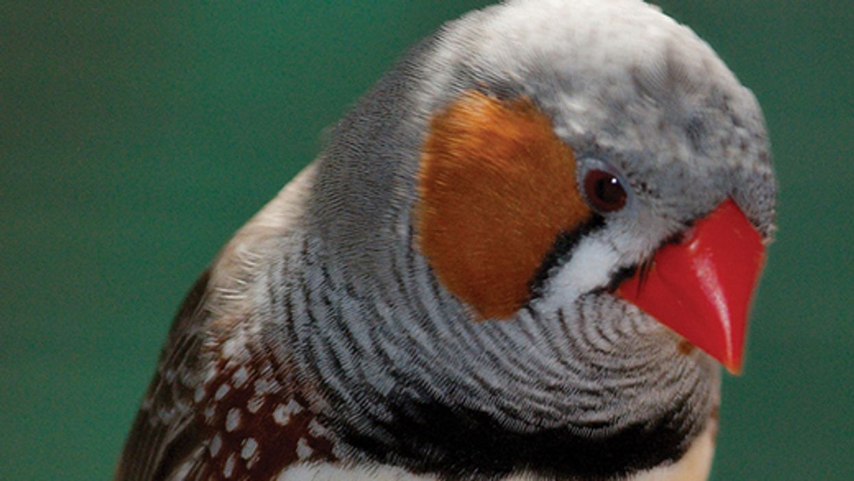 Last Call: Evolution